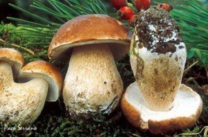 Boletus